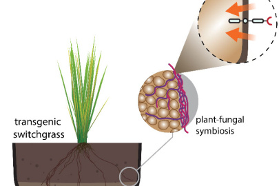 By introducing the gene PtLecRLK1 into a perennial grass, roots can now be colonized by a non-native ectomycorrhizae fungus known as Laccaria bicolor that grows between root cells and beneficially interacts with the plant host.