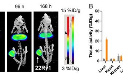 Cerium/lanthanum-134-based radiopharmaceuticals have promise for prostate cancer imaging and therapy. Right, tumors show high tumor uptake of cerium-134. Left, a comparison of cerium-134 and actinium-225 shows a similar pattern of uptake in most tissues.