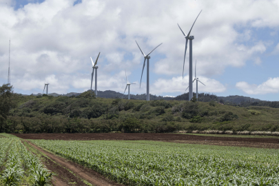 Wind turbines behind a corn field.