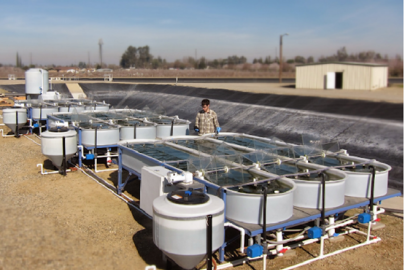 A Model System for Microalgae Production Forecasting