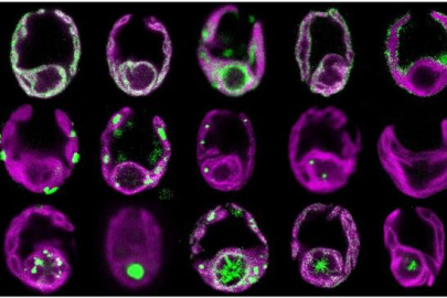 The locations of chloroplast proteins reveal the spatial organization of the chloroplast.