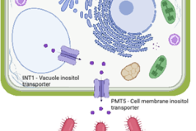 Myo-inositol transporters affect colonization via cross-kingdom signaling. By exporting myo-inositol, plant cells trigger bacteria to swim toward the plant.