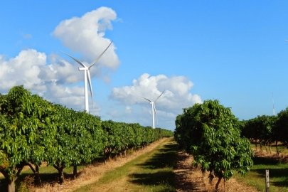 Two wind turbines rise over rows of fruit trees.  