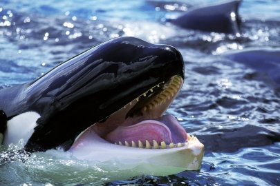 Close up of an Orca. 