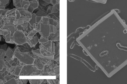 Scanning electron microscopy images of bacterial cells on semiconductor materials. Left: adapted Ralstonia eutropha on copper-tungsten-sulfide film. Right: Adapted R. eutropha on the facets of a Bismuth vanadate particle. Scale bars: 2 micrometers.