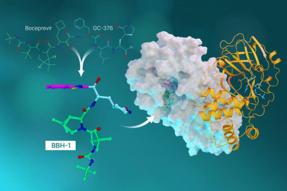 Neutrons and X-rays provided insights on the binding of the COVID-19 virus SARS-CoV-2 protein with a novel inhibitor, BBH-1, formed by combining atomic features of known hepatitis C and SARS-CoV-1 inhibitors (such as Boceprevir and GC-376, upper left).