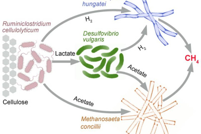Carbon and energy flow through a synthetic microbial community that converts cellulose to methane.