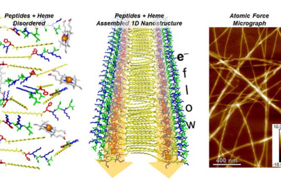 Peptide molecules and heme disordered in solution (left) are transformed into an ordered one-dimensional (1D) self-assembled nanostructure (center) that supports electron flow, as imaged by Atomic Force Microscopy (right).