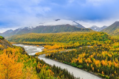 Unsplash Image Alaska Wildflowers