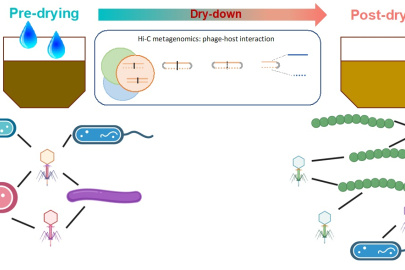 High-Throughput Chromosome Conformation Capture technology allowed scientists to detect bacteriophage-host infection networks and how they varied between dry and wet soil.