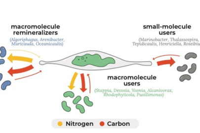 Conceptual figure of the microbiome associated with the model diatom Phaeodactylum using single-cell measurements of carbon and nitrogen incorporation and release showing three strategies of metabolic interactions.
