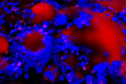 Images of Yarrowia lipolytica surrounding and growing on polyolefin oil droplets (large red circles). Cells were stained blue to show the chitin cell walls and red to show the lipid bodies inside the cells and the oil droplets outside the cells.