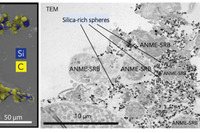 Left: Scanning electron microscope and X-ray (EDX) images of microbe consortia (yellow) and silica (blue). Right: transmission electron microscope image of microbe consortia with silica spheres of silica.