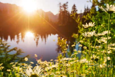 Photo of sunrise in front of water and wildflowers.