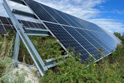 Solar panels near the ground surrounded by natural vegetation.
