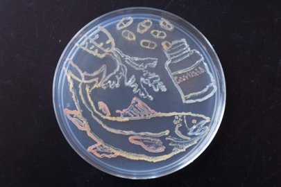 Scientists engineered strains of Novosphingobium aromaticivorans to produce carotenoids, organic pigments that give carrots and salmon their colors and that are a popular nutritional supplement.
