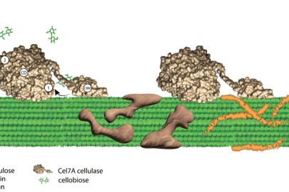 Cel7A cellulase enzymes (gold) are inhibited when breaking down cellulose (green) by the product, cellobiose, at both the “front door" (1) and “back door" (2) of the Cel7A tunnel, and by two other components of plant cell walls, lignin (brown) and xylan (orange).