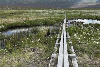 A boardwalk traversing Stordalen Mire in northern Sweden.
