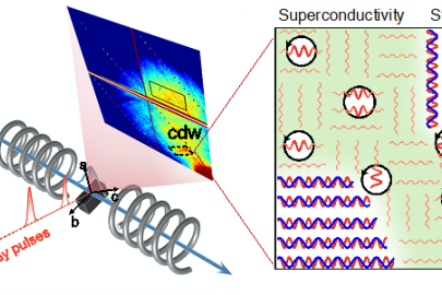 Researchers combined high magnetic fields with X-ray scattering to reveal the connection between superconducting vortices (black circles), charge density waves (red wiggles), and spin density waves (blue wiggles) in a cuprate superconductor.