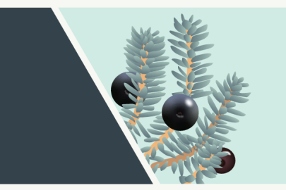 Cover of the Kawarak Region Tribal Research Protocols, Guidelines, Expectations & Best Practices Report with a berry bush illustration. 