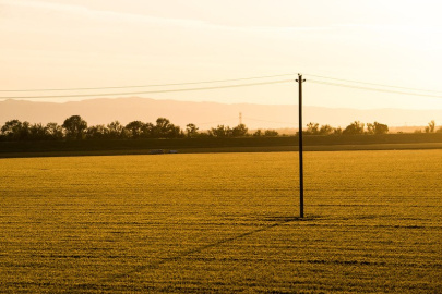 Power line in a corn field