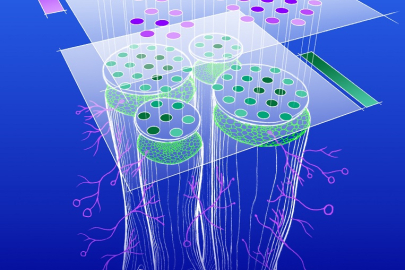 Artist’s representation of gene expression in mycorrhizae-colonized roots as obtained by the combination of single-cell and spatial gene expression analyses.
