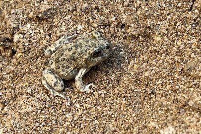 Spadefoot toad