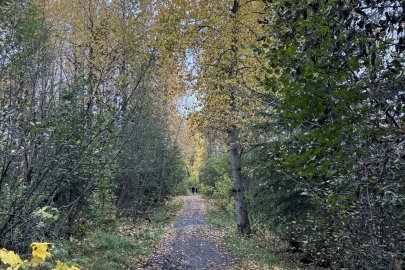 The trail at Taku Lake Park in Anchorage, Alaska.