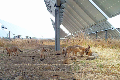 SolWEB Foxes