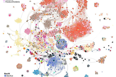 Bacterial communities are naturally grouped together, forming a network of shared toxins and antitoxins.