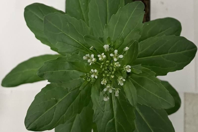 Overhead view of a pennycress plant with an emerging rosette.