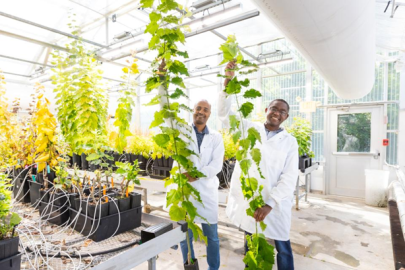 Oak Ridge National Laboratory’s Biruk Feyissa, left, holds a five-month-old poplar tree expressing high levels of the BOOSTER gene, while former colleague Wellington Muchero holds a tree of the same age expressing lower levels of the gene.