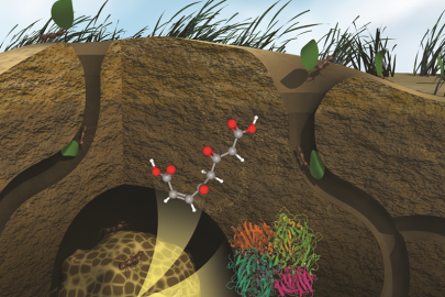 A representation of a leaf-cutter ant fungal garden composed of leaf material being broken down by fungi that the ants consume. Bacteria in the garden can fix nitrogen and produce nutrients that the fungi need.