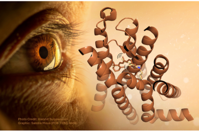 The first molecular ultrafast events of vision have been deciphered with the help of free electron laser technology.