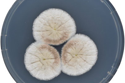 Researchers further illuminated the genetic diversity within the Aspergillus genus of fungi.