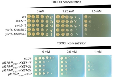 These plates show how genetic modifications affect yeasts’ resistance to oxidative stress. Deleting the genes responsible for building cell walls reduced resistance in one species; adding a gene that encodes a key enzyme improved resistance in another.