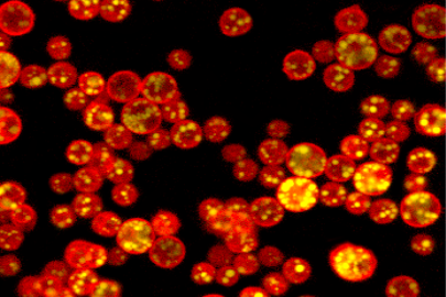 Cells of the green microalga Auxenochlorella protothecoides expressing a red fluorescent protein. These algae accumulate large quantities of oils stored in lipid droplets.