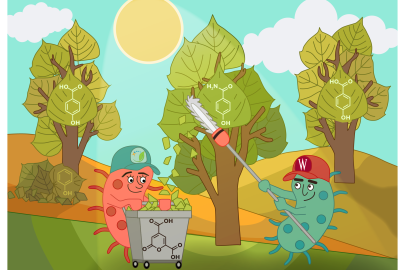 Journal cover art that illustrates the concept of using microbes to harvest phenolics from trees. 