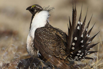 Thumbnail image of a sage-grouse.