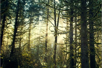 Image related to Environment