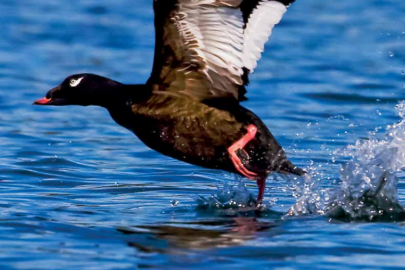 Thumbnail image of a waterbird preparing to fly.