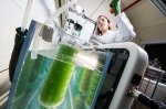 An NREL researcher pulls samples from specialized bottles (patent pending) in NREL’s programmable algae cultivator.