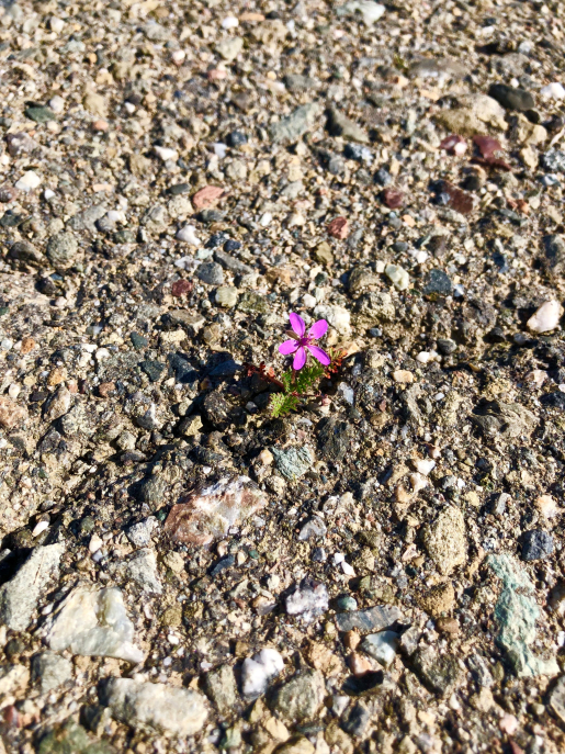 “Flower in the Gravel” by Teresa Zieminski-Myers