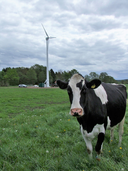 A cow and an Eocycle 25 kW on a farm.