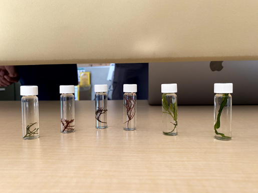 Algae Grown By Underground Algae Farmers