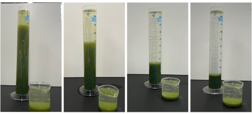 Baker-2 Self-flocculating culture