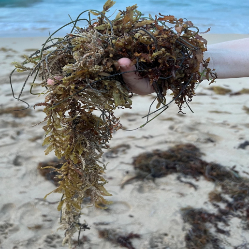 Algae research for Team Fito Energy