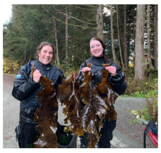 kelp collection