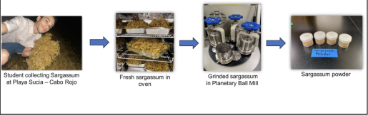 Synthesis of Sargassum power