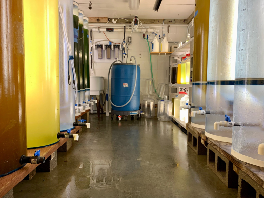 Algae research for the Pond Doctor’s Team